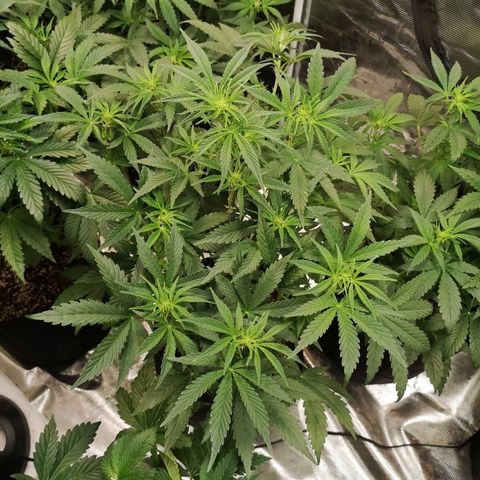 Pluto auto growlog timeline photo