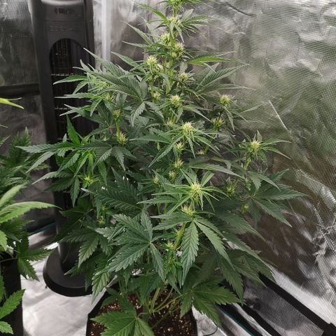 Crystal candy xl auto growlog timeline photo