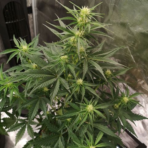 Crystal candy xl auto growlog timeline photo