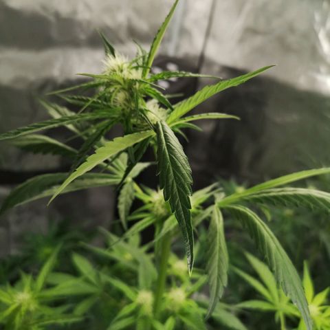Dark devil auto growlog timeline photo