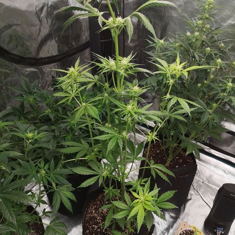 Dark devil auto growlog timeline photo