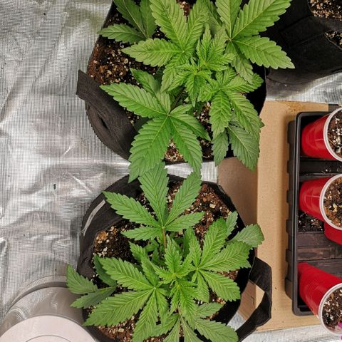 Sour d auto  growlog timeline photo