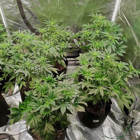 Pluto auto growlog timeline photo