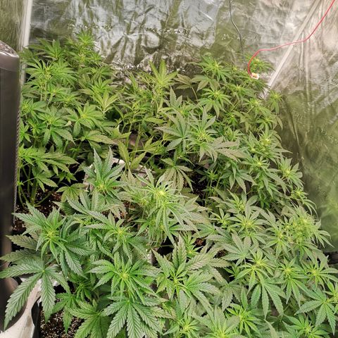 LBCOG auto growlog timeline photo