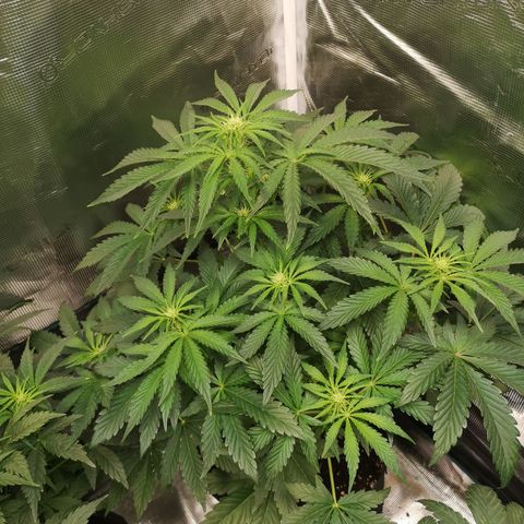 Og kush auto growlog timeline photo