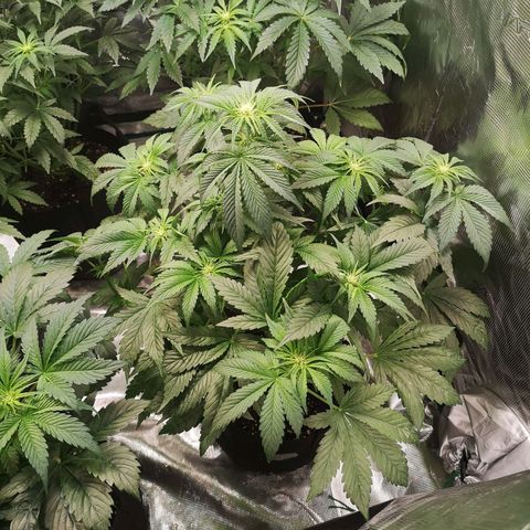 Purple thai auto  growlog timeline photo