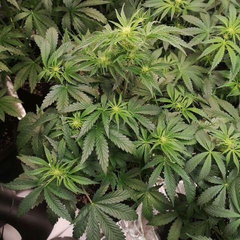 LBCOG auto growlog timeline photo
