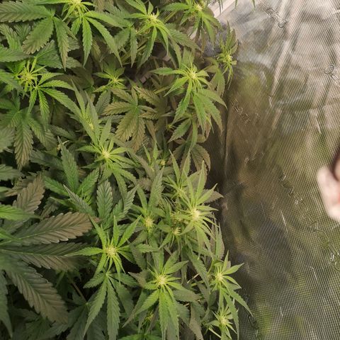Pina rbx auto growlog timeline photo