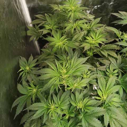Banana Hammock auto growlog timeline photo