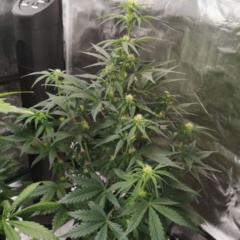 Crystal candy xl auto growlog timeline photo