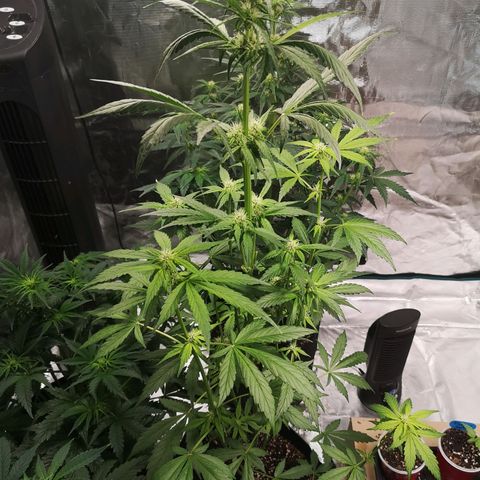 Dark devil auto growlog timeline photo