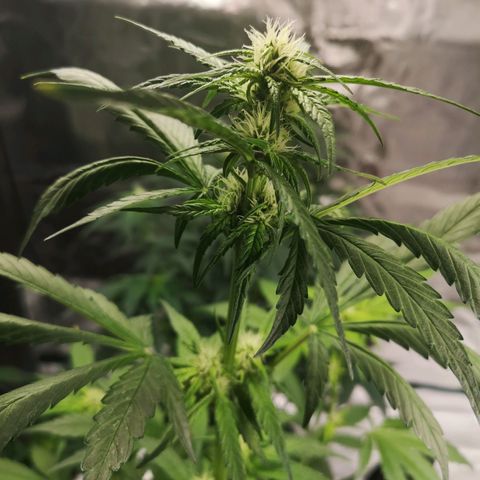 Dark devil auto growlog timeline photo