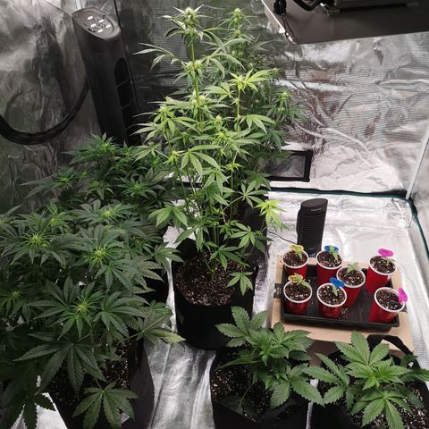 Dark devil auto growlog timeline photo