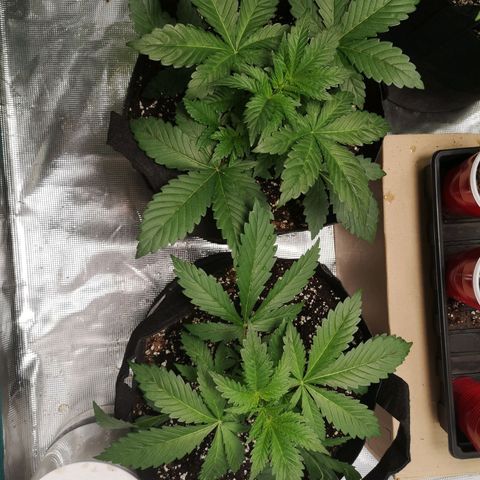 Sour d auto  growlog timeline photo