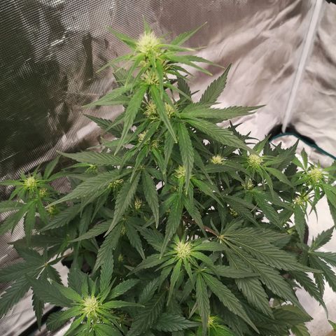 Crystal candy xl auto growlog timeline photo