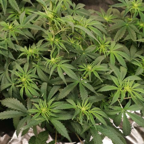 Pluto auto growlog timeline photo
