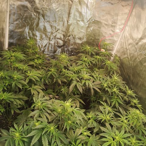 Pluto auto growlog timeline photo