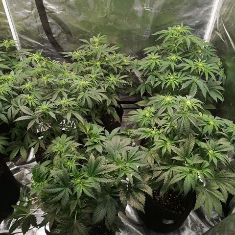 Pluto auto growlog timeline photo