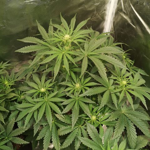 Og kush auto growlog timeline photo