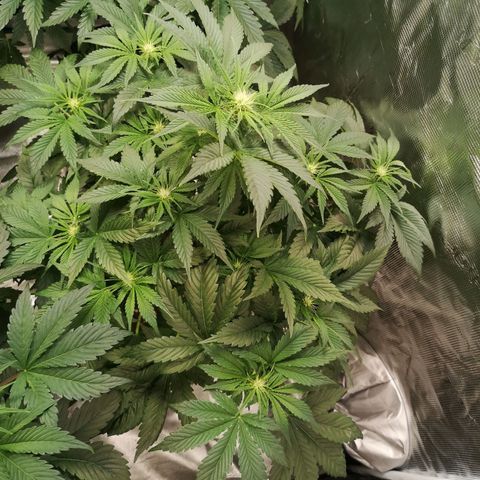 Purple thai auto  growlog timeline photo