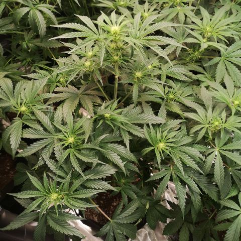 LBCOG auto growlog timeline photo