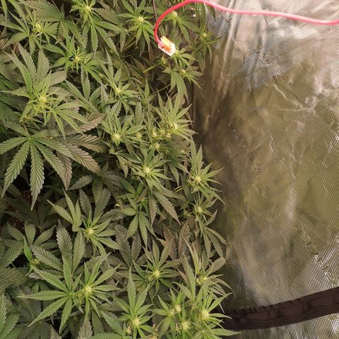 Pina rbx auto growlog timeline photo
