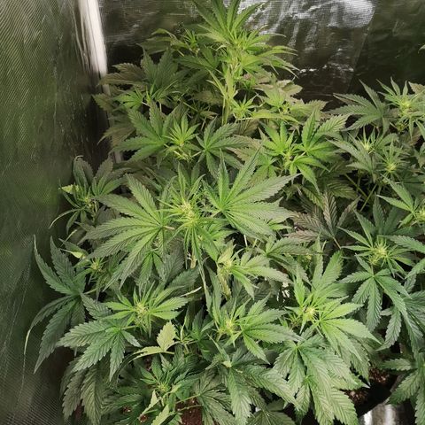 Banana Hammock auto growlog timeline photo