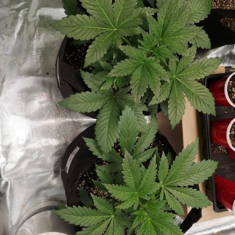 Sour d auto  growlog timeline photo