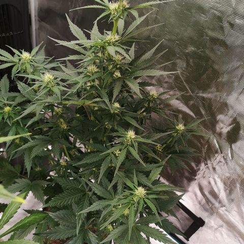 Crystal candy xl auto growlog timeline photo