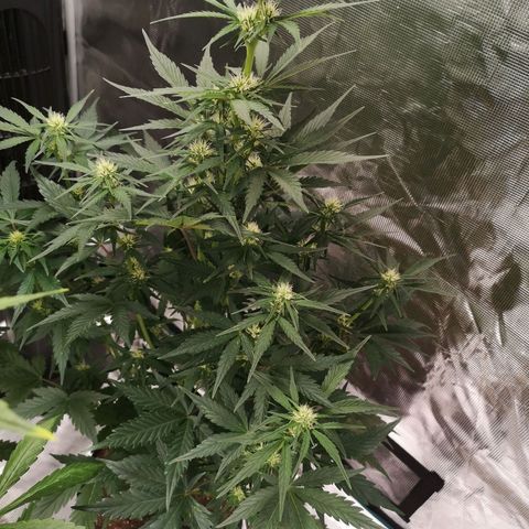Crystal candy xl auto growlog timeline photo