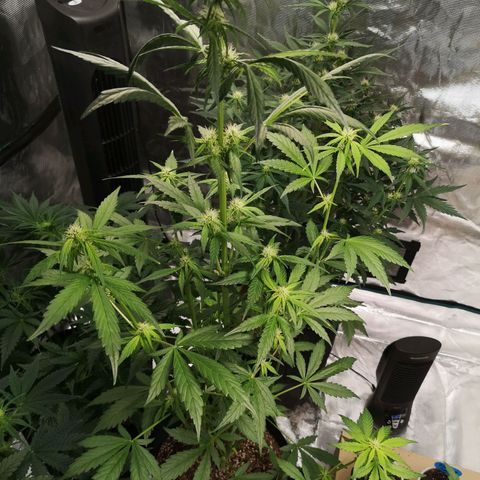 Dark devil auto growlog timeline photo