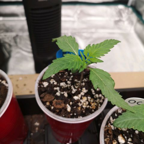 Blueberry cookies growlog timeline photo