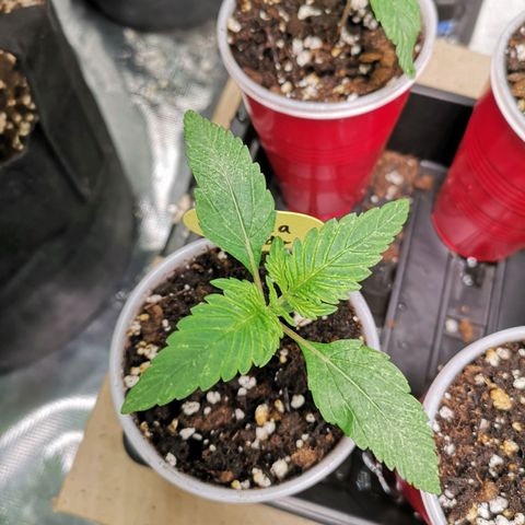 Banana daddy growlog timeline photo
