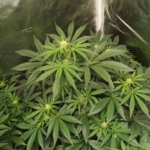 Og kush auto growlog timeline photo