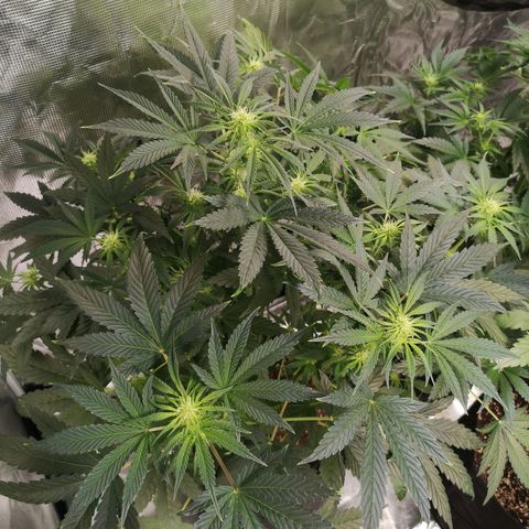 Og kush auto growlog timeline photo