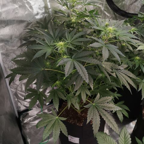 Og kush auto growlog timeline photo