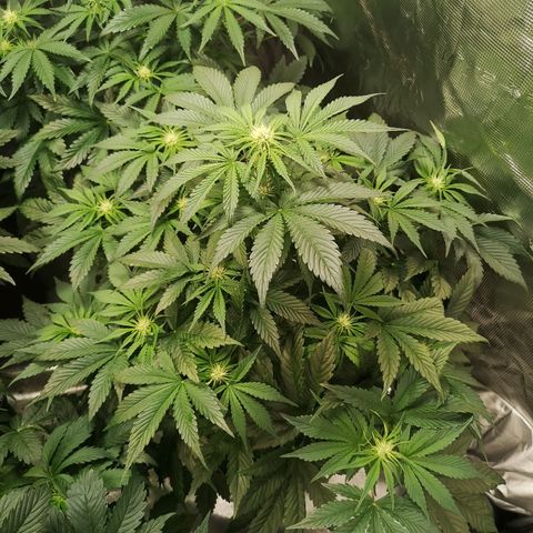Purple thai auto  growlog timeline photo