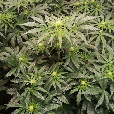 LBCOG auto growlog timeline photo