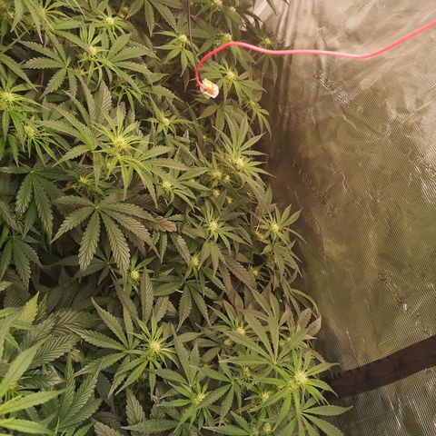 Pina rbx auto growlog timeline photo