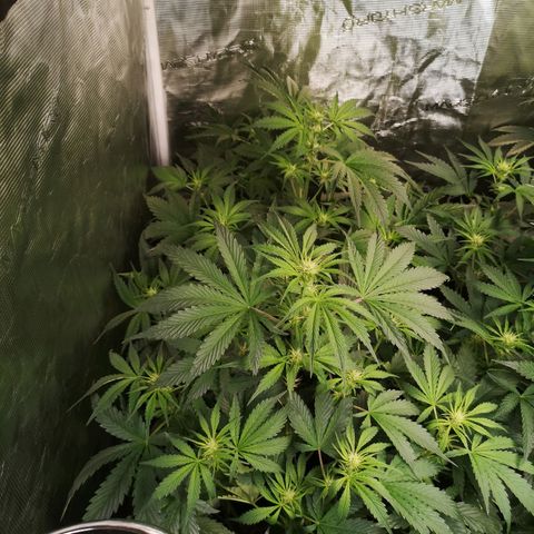 Banana Hammock auto growlog timeline photo