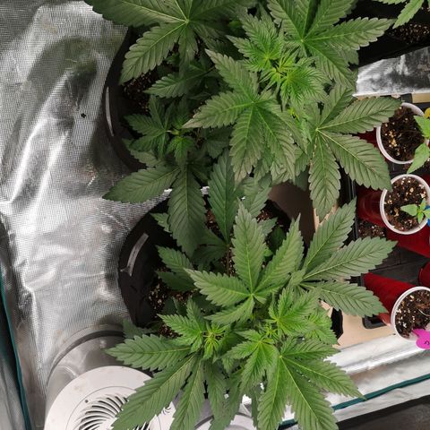 Sour d auto  growlog timeline photo