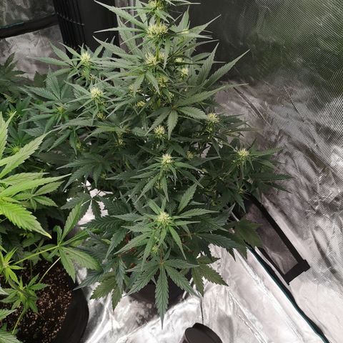 Crystal candy xl auto growlog timeline photo