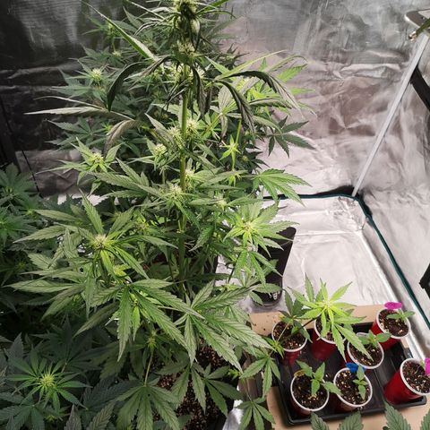 Dark devil auto growlog timeline photo