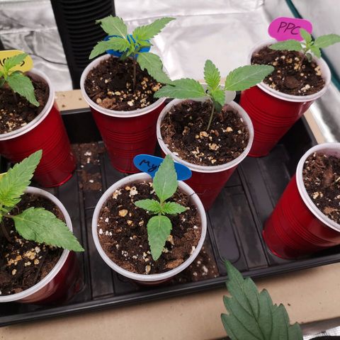Banana daddy growlog timeline photo