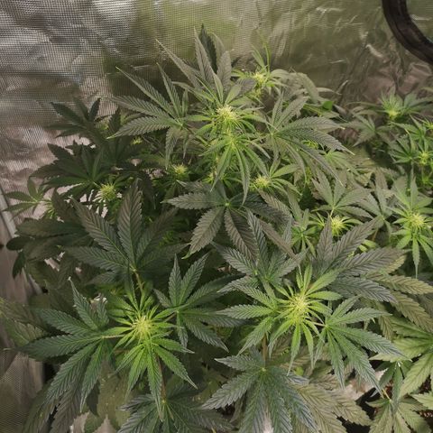 Og kush auto growlog timeline photo