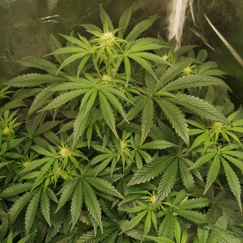 Og kush auto growlog timeline photo