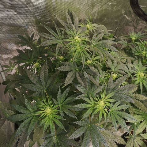 Og kush auto growlog timeline photo