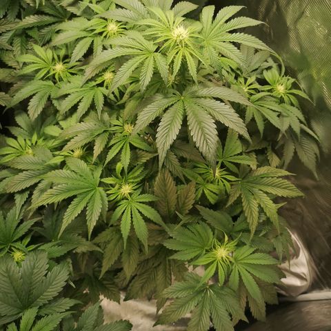 Purple thai auto  growlog timeline photo