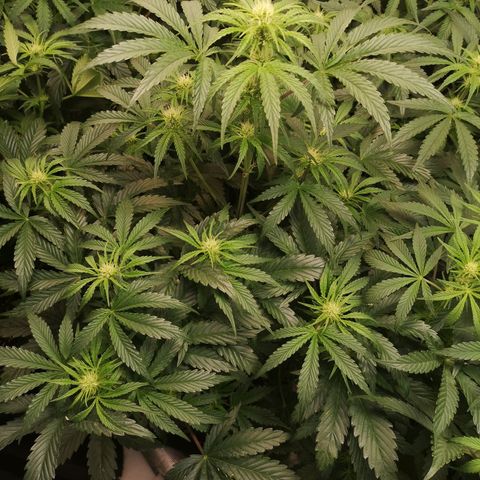 LBCOG auto growlog timeline photo