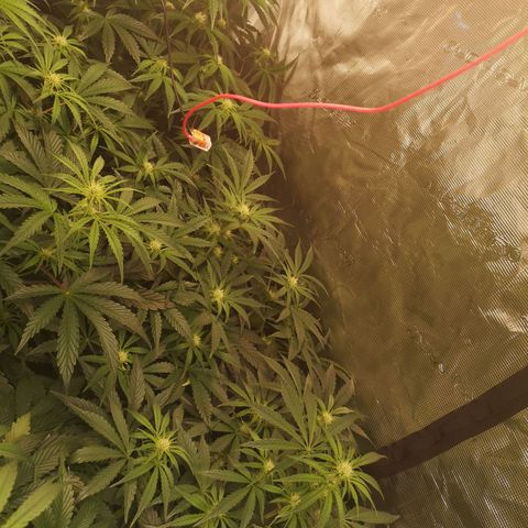 Pina rbx auto growlog timeline photo